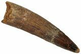 Fossil Spinosaurus Tooth - Real Dinosaur Tooth #324868-1